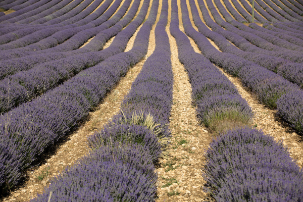 the blooming lavender flowers in