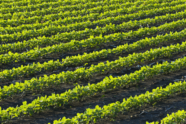 a field of young soybean plants