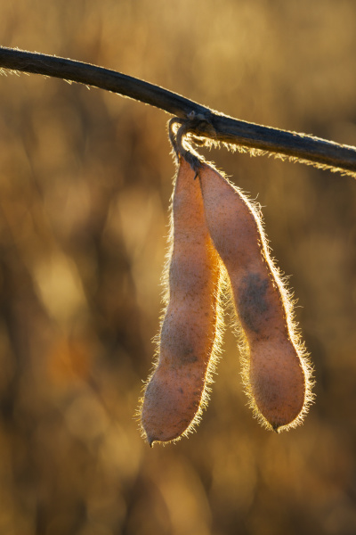 mature soybean pods hanging from a