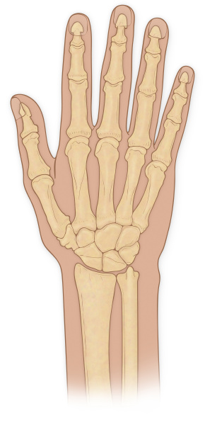 Normal Anterior View Of Hand Bones Ulna Radius - Royalty free photo ...