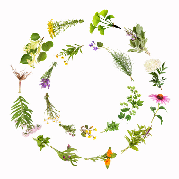 medicinal plants circles frames