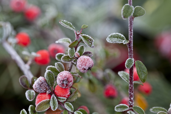 red winter berries