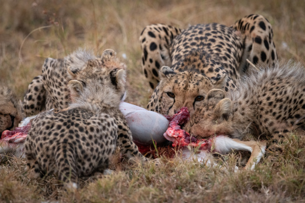 cheetah and four cubs feed on