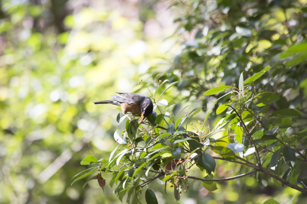 american robin turdus migratorius