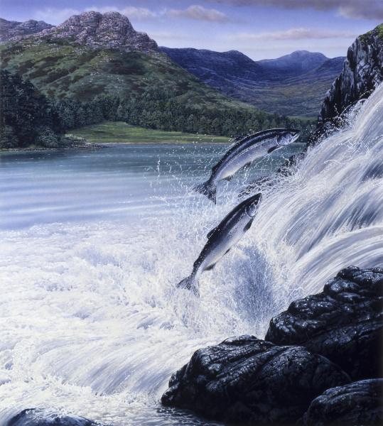 salmon leaping up waterfall in rugged