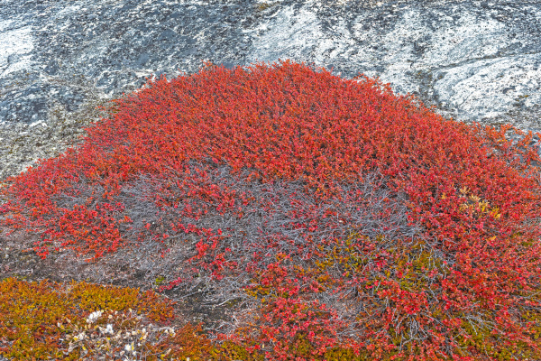 tundra plants in fall colors in