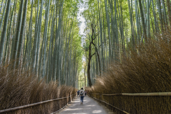 bamboo forest the arashiyama bamboo