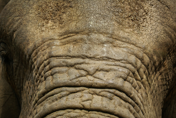 a close up of the skin