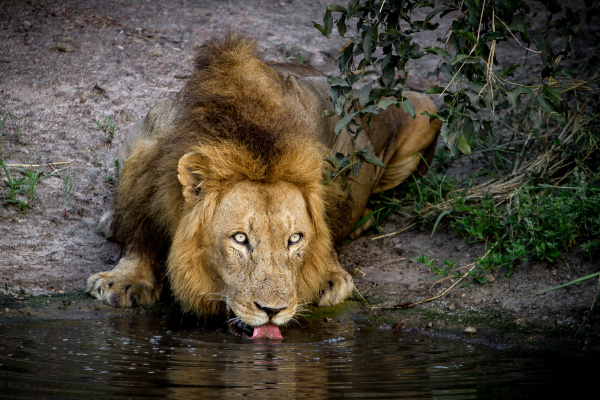 a male lion panthera leo