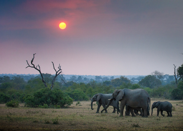 a herd of elephant loxodonta