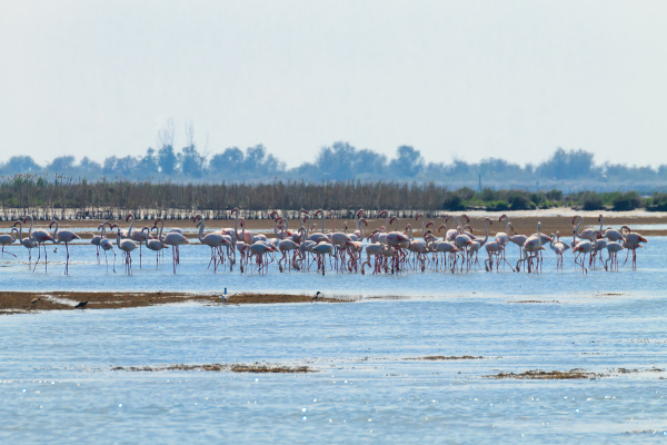 flock of pink flamingos po river