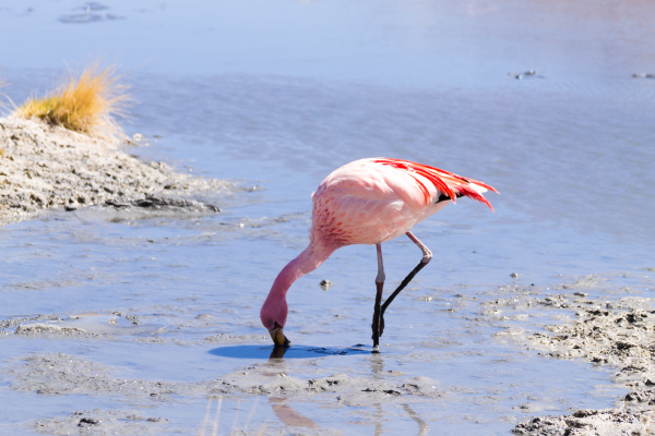 laguna hedionda flamingos bolivia
