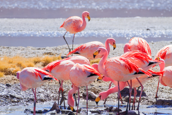 laguna hedionda flamingos bolivia