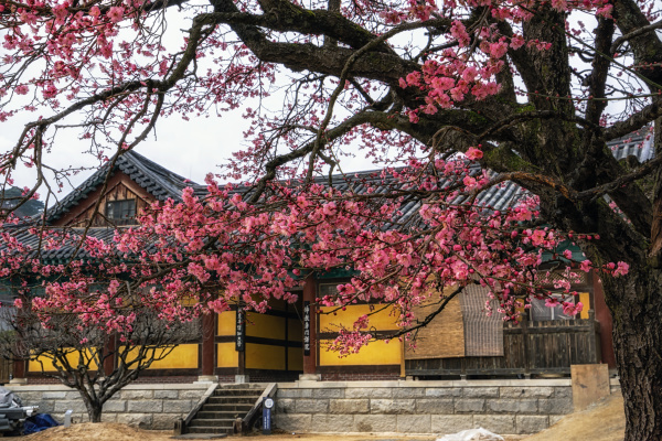 tongdosa temple and plum blossom