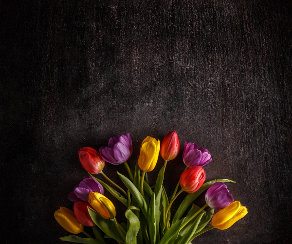 vibrant colorful tulips