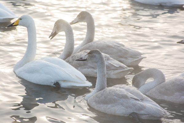 beautiful white whooping swans