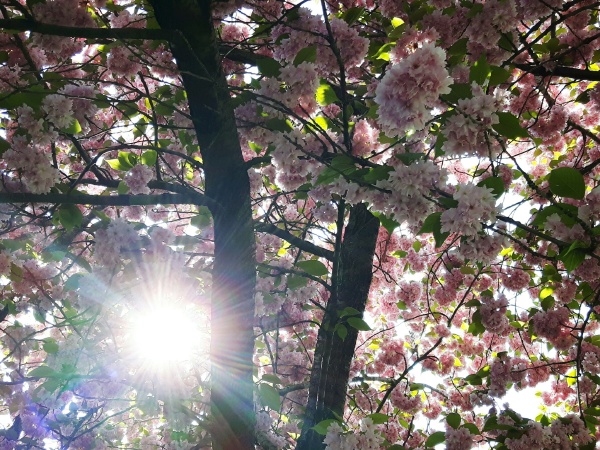 the cherry blossom with sunshine