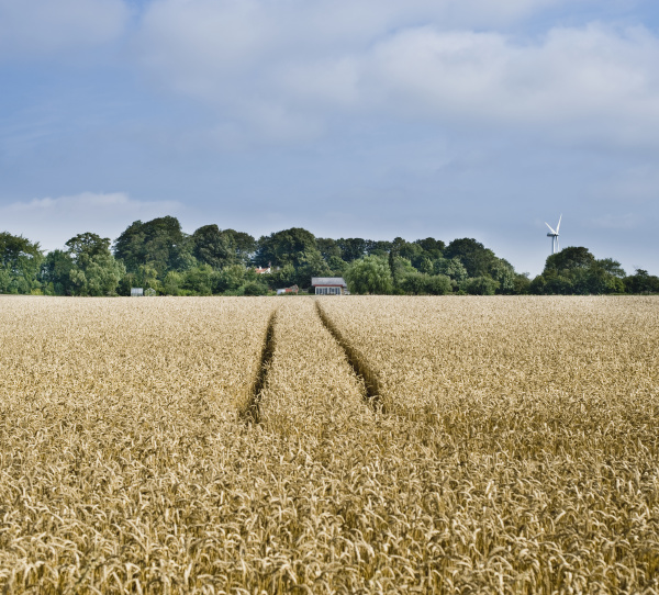 rye field