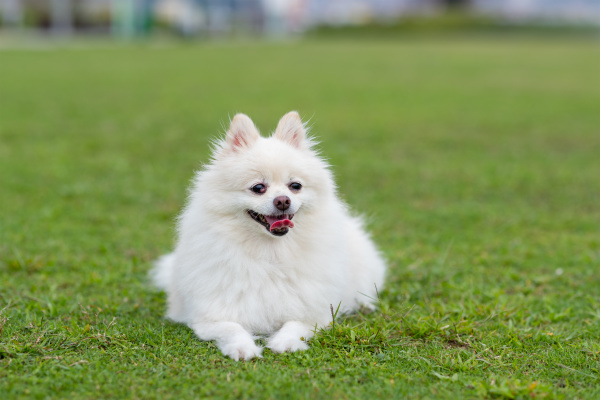 white pomeranian dog at green lawn