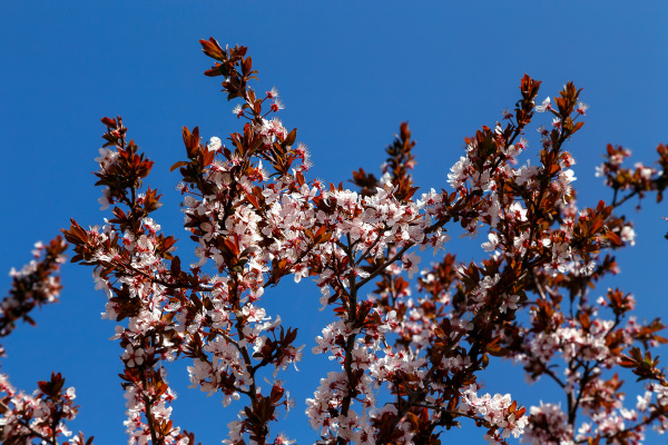 flowering plum branches against a blue