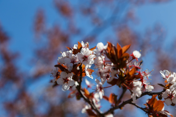 flowering plum branches against a blue
