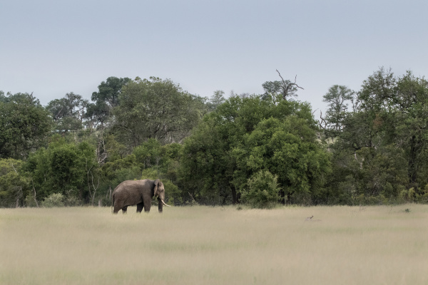 an elephant bull loxodonta africana