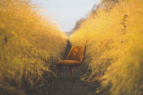 orange chair in asparagus field in