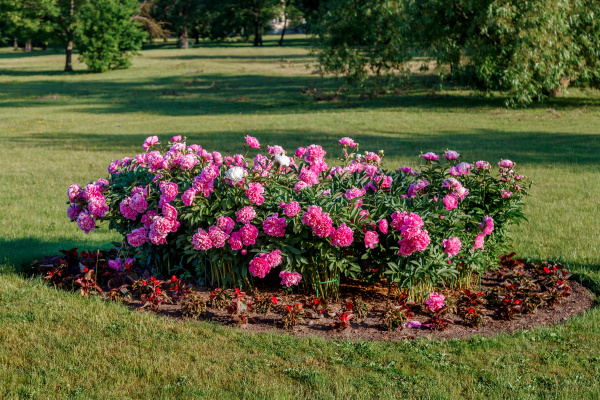 flower bed with blooming peonies
