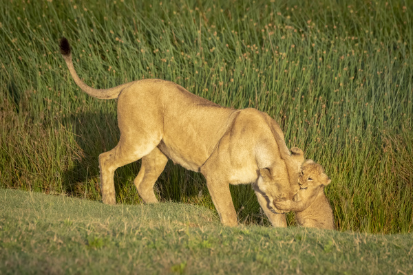 lion panthera leo cub