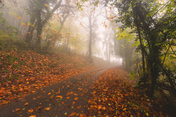 atmospheric autumn road in brescia prealpi
