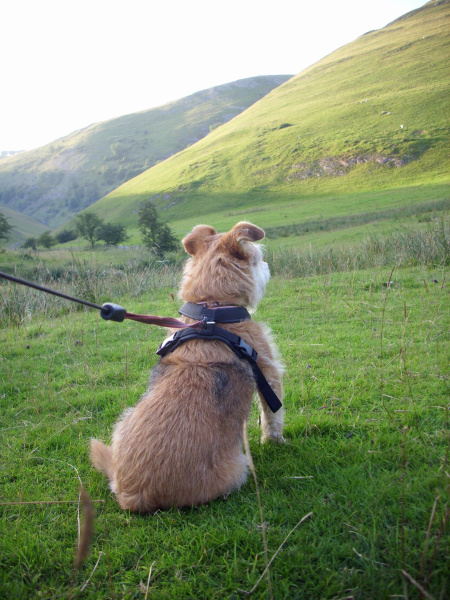 dog looking at hill