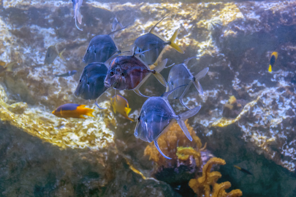 reef fishes