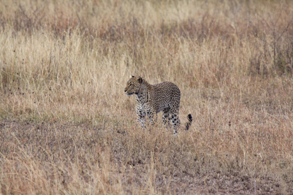 cheetah on stalking