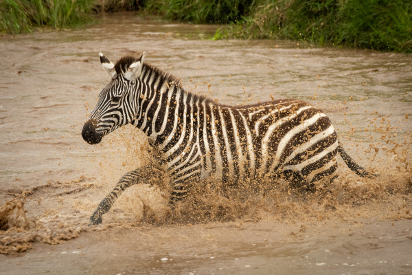 plains zebra gallops across river in