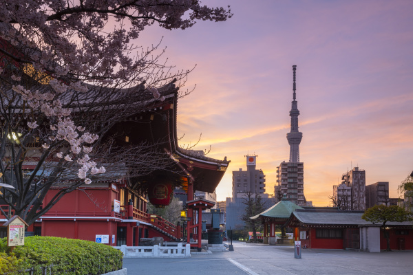 sunrise at sensoji temple in cherry
