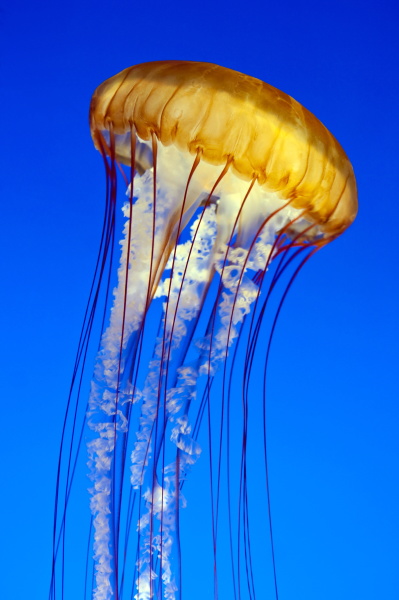 sea nettle jellyfish chrysaora fuscescens