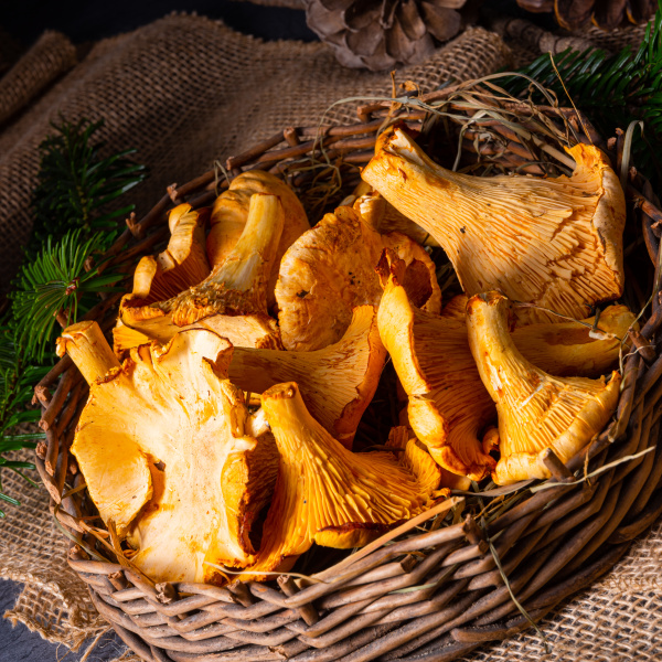 real chanterelle enjoyment from the