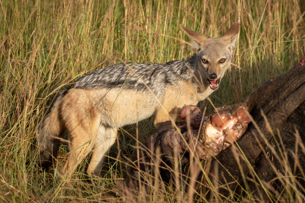 black backed jackal stands with carcase