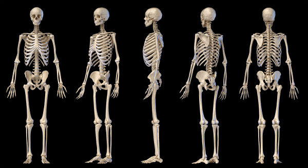 Human male skeleton full figure. Five views. - Stock image #27286694 ...