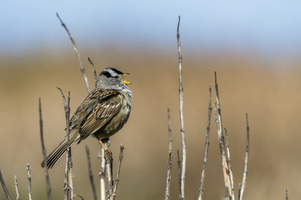 a white crowned sparrow zonotrichia