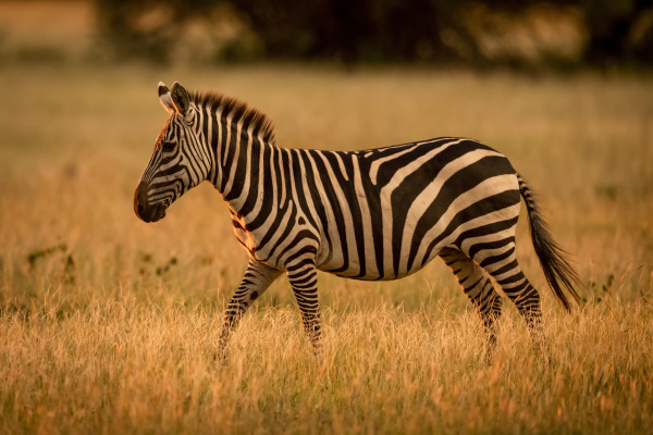 plains zebra equus burchellii