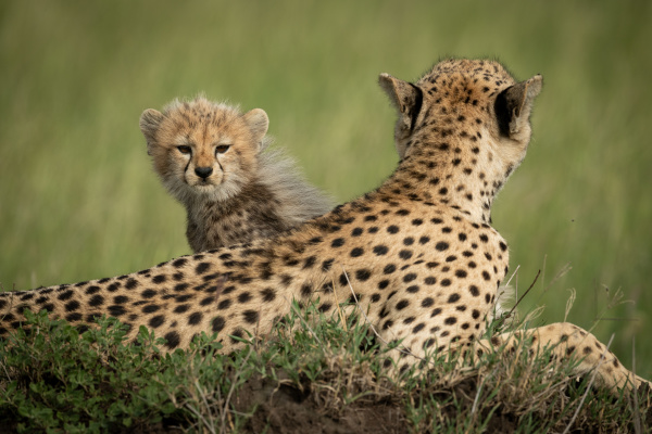 cheetah cub sits behind mother on