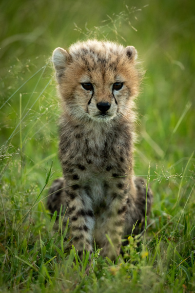 cheetah cub sits in grass watching