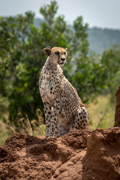 cheetah looks right sitting on termite