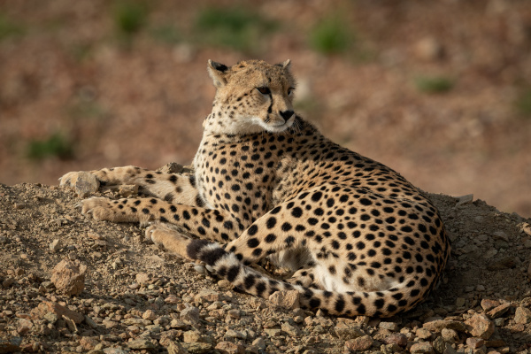 cheetah lies on rocky bank looking