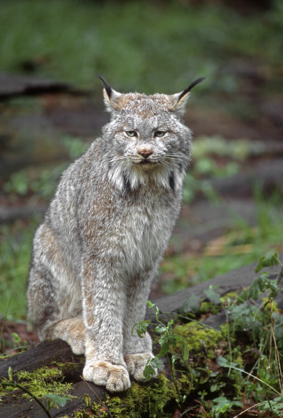 canada lynx lynx canadensis