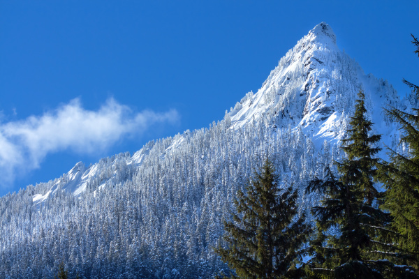 winter forest landscape with mcclellan butte