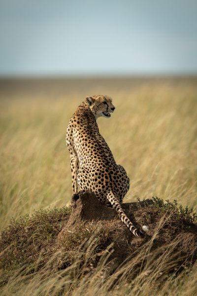 cheetah sits on termite mound turning