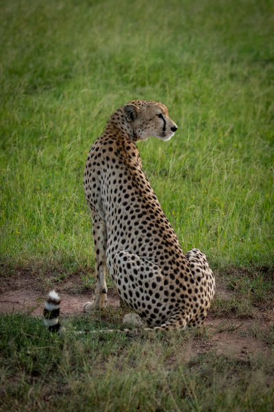 cheetah sits on dirt patch looking