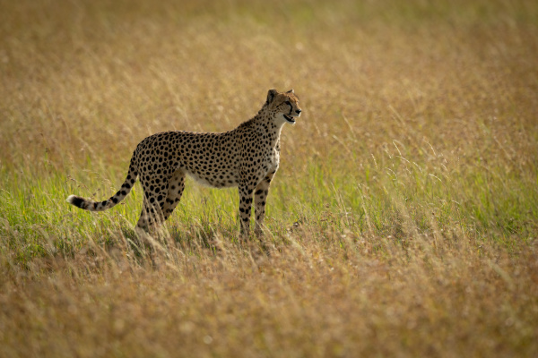 cheetah stands in profile in tall
